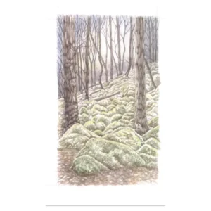 TeignValleyWoods